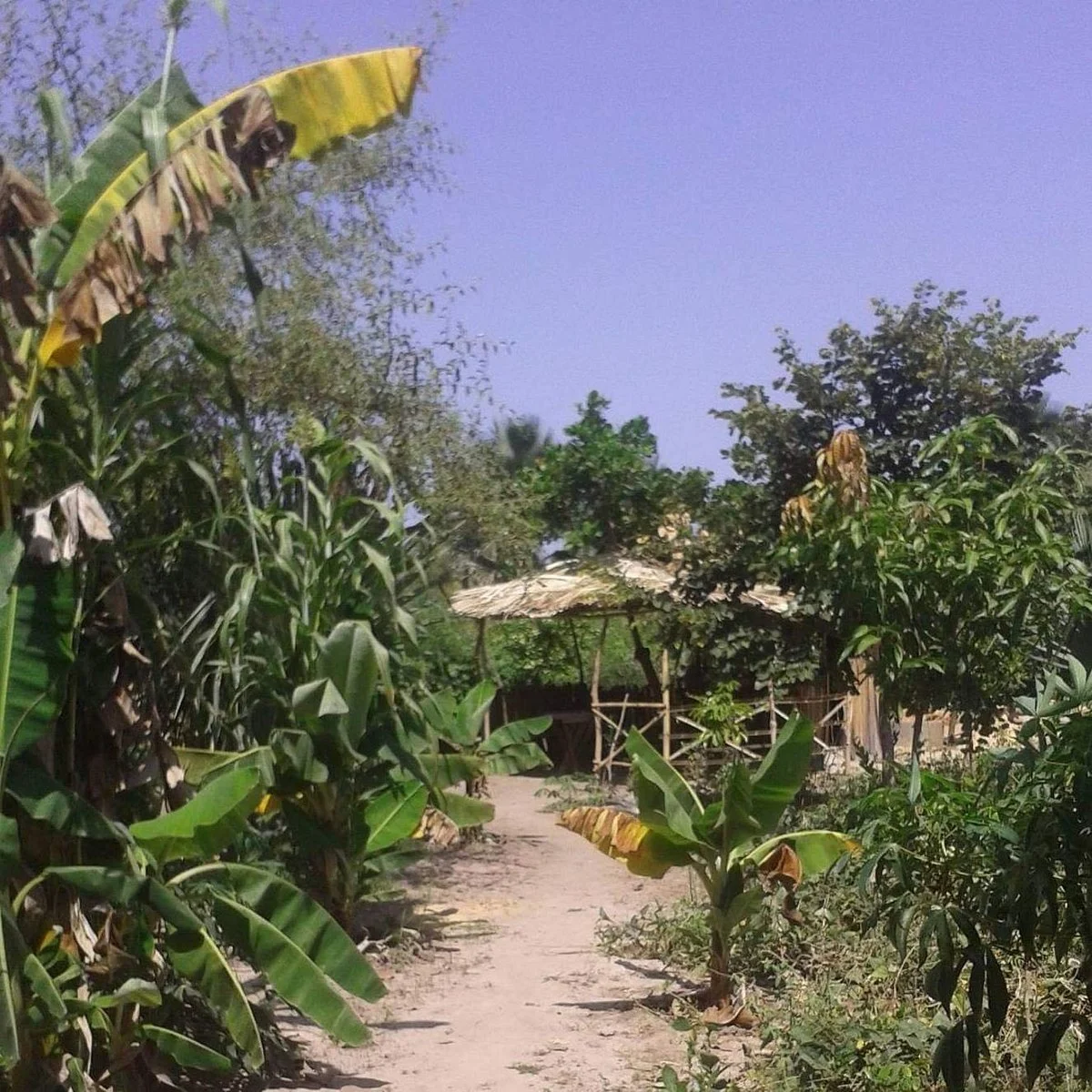 Big Tree Garden