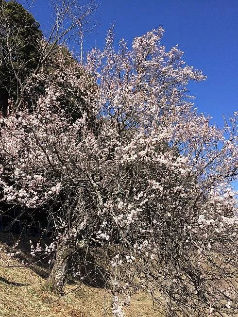Kannonyama Umenosato Plum Grove