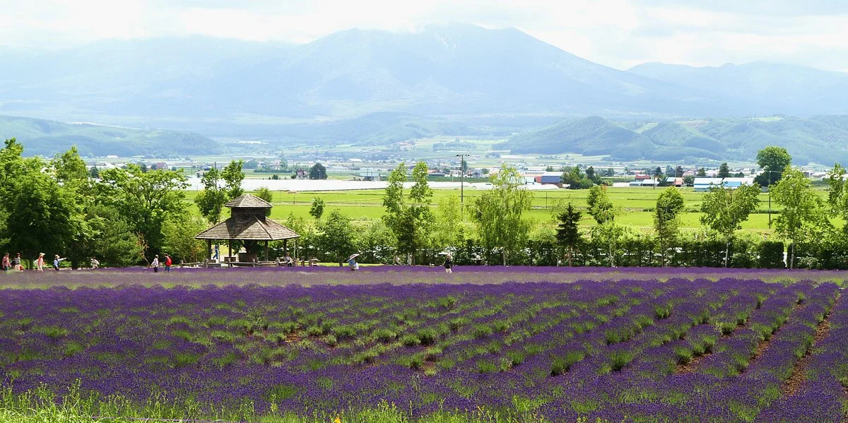 Farm Tomita Lavender East