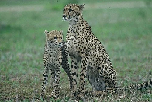 EuroZulu Guided Tours & Safaris