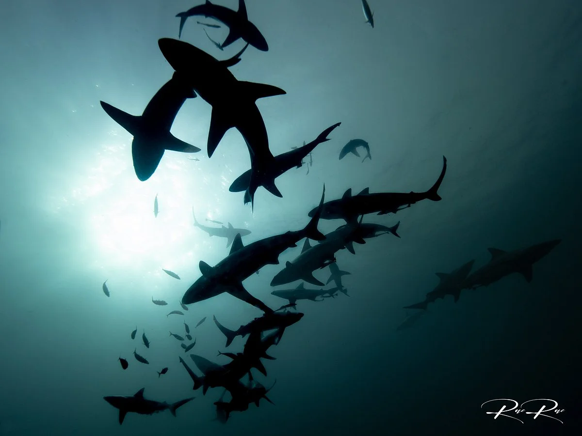 ScubaCo Diving & Travel