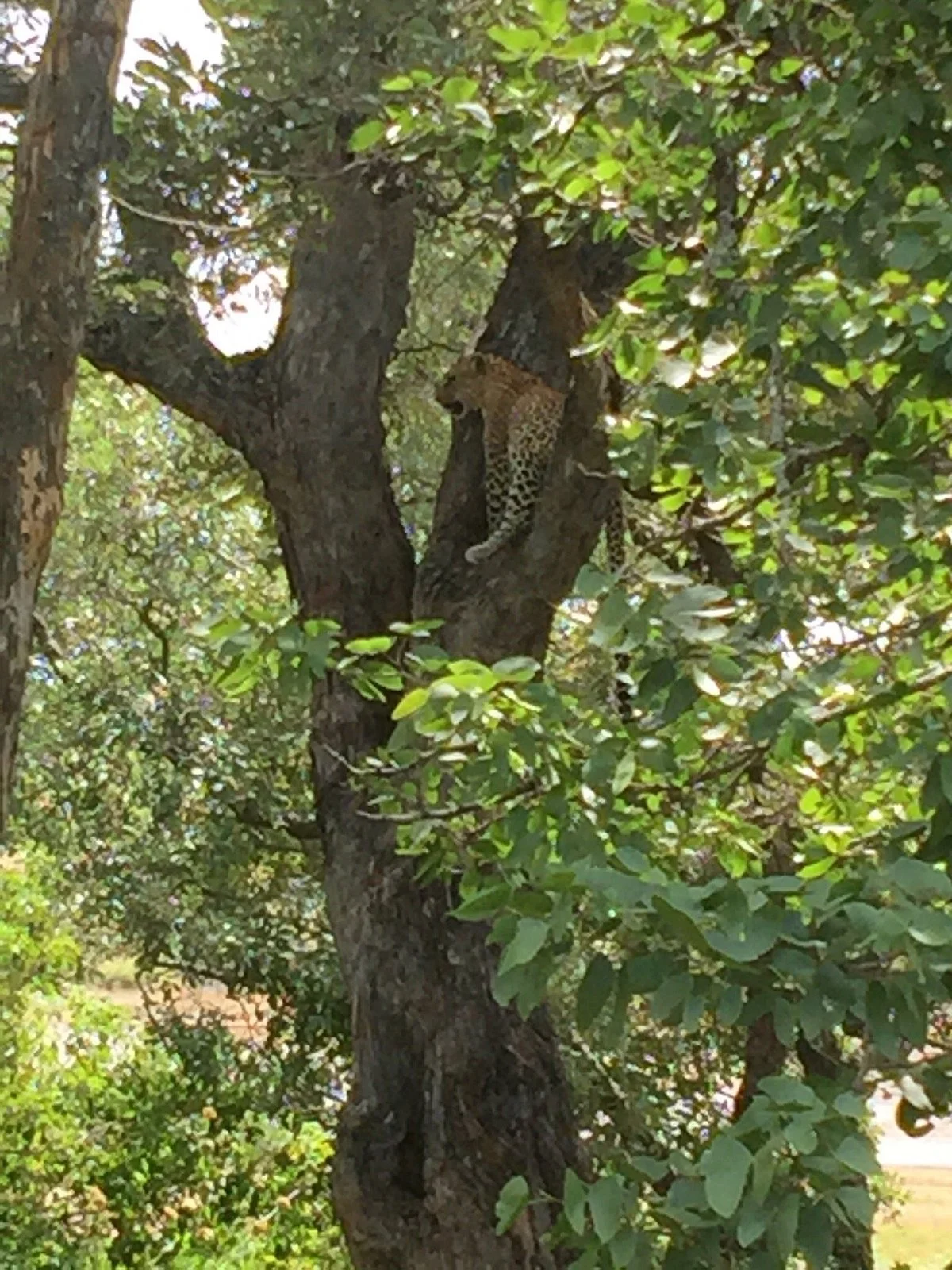 Bushbaby Adventures