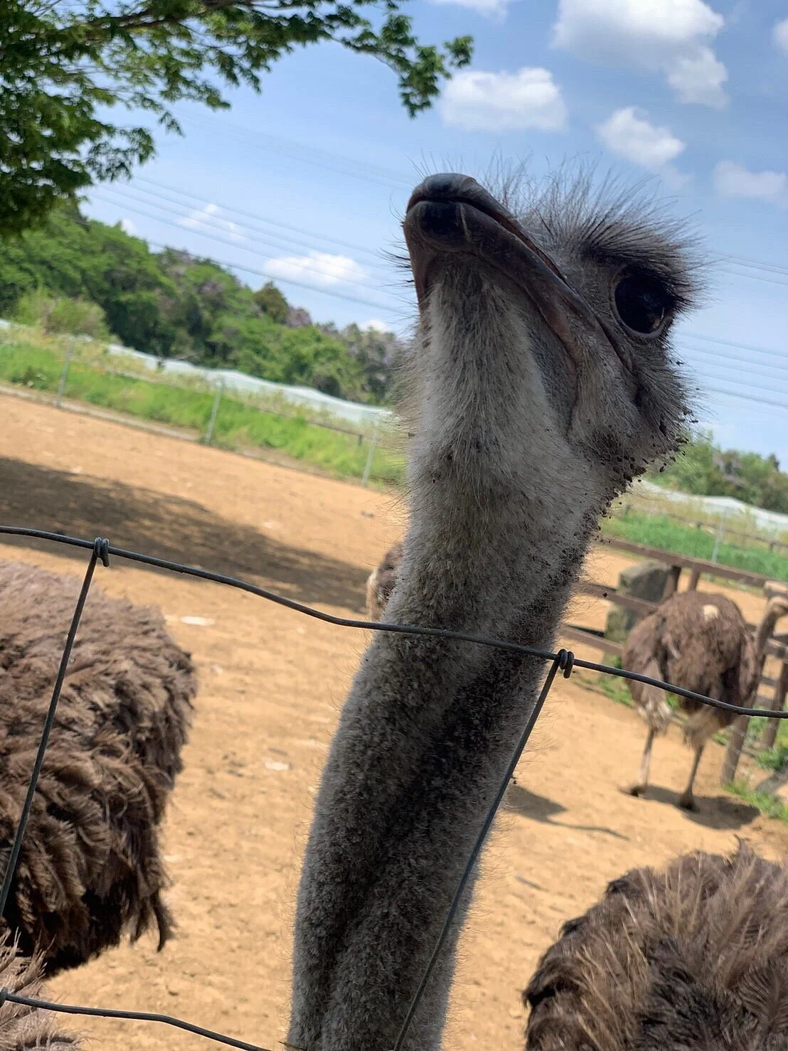 Ostrich Kingdom Ishioka Farm