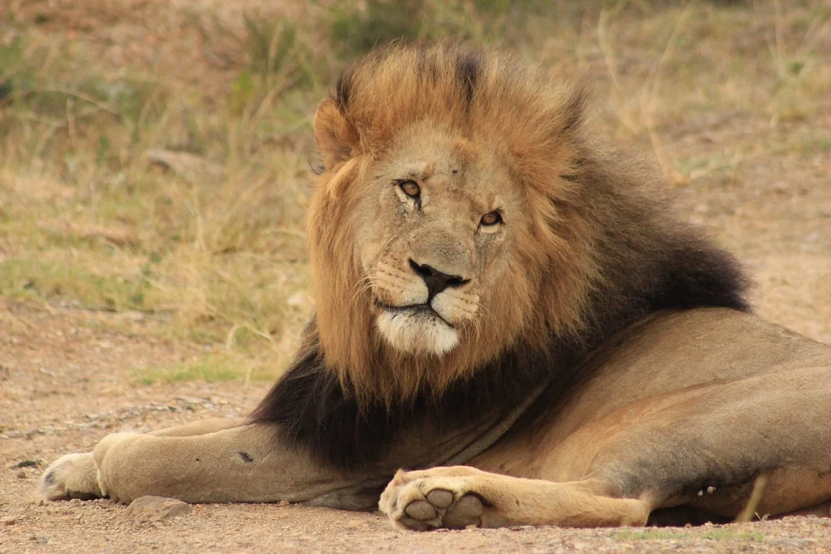 Ulungele Tours & Safaris
