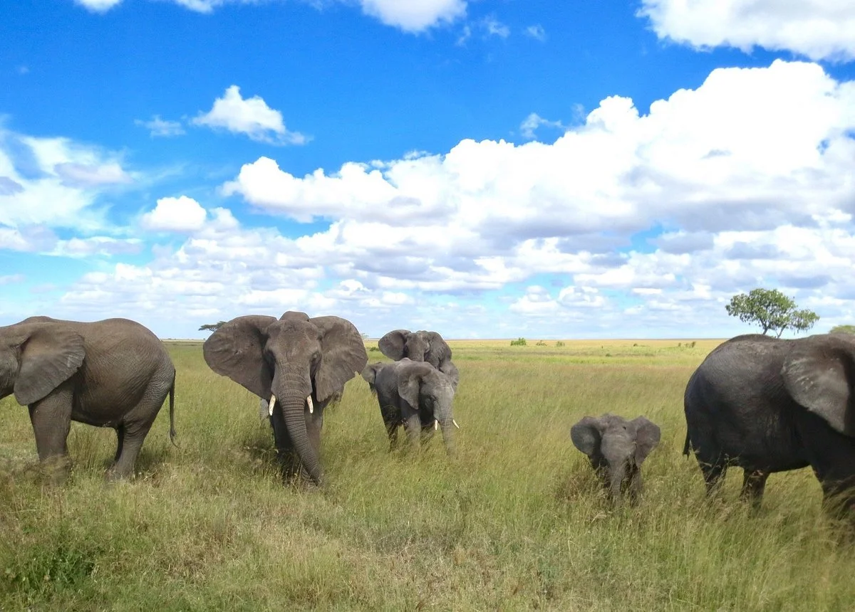 Makasa Tanzania Safaris