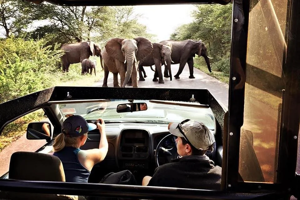 Kruger Pride Safaris