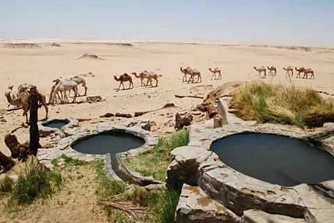 Desert Son