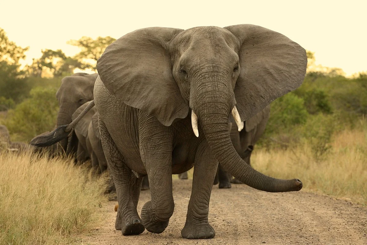 Beyond Africa Safaris & Tours