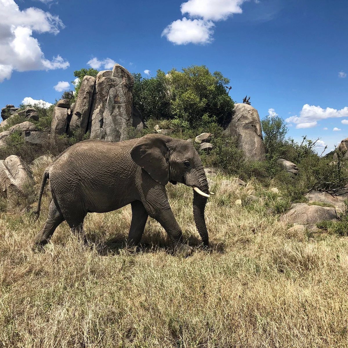 Ijue Africa Safaris