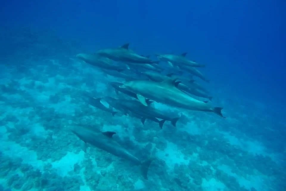 Dive More