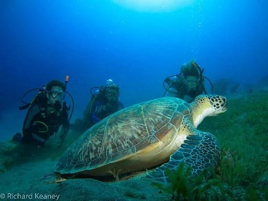 Black Rock Dive Centre