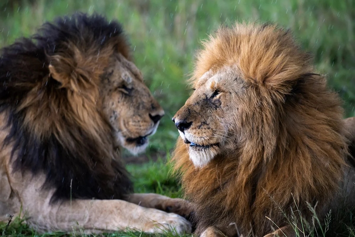 Lion World Travel