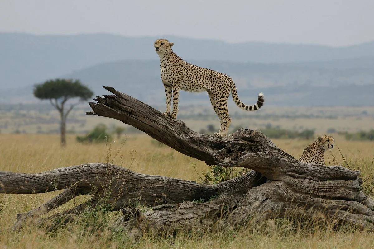 savannah adventures ltd