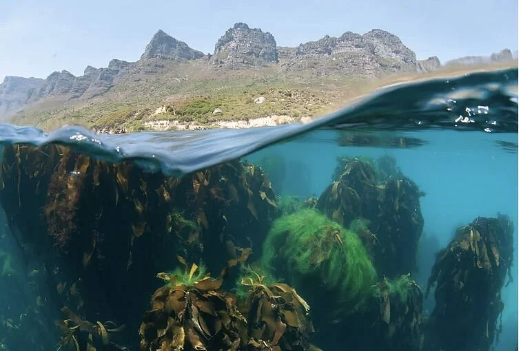 Animal Ocean Seal Snorkeling