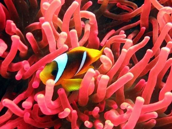 Dive Club Italiano
