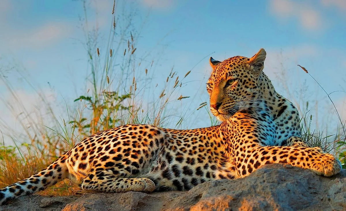 African Safari Group