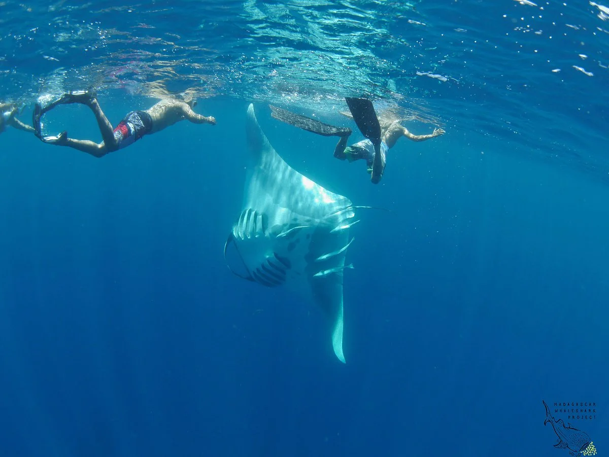 Les Baleines Rand'eau