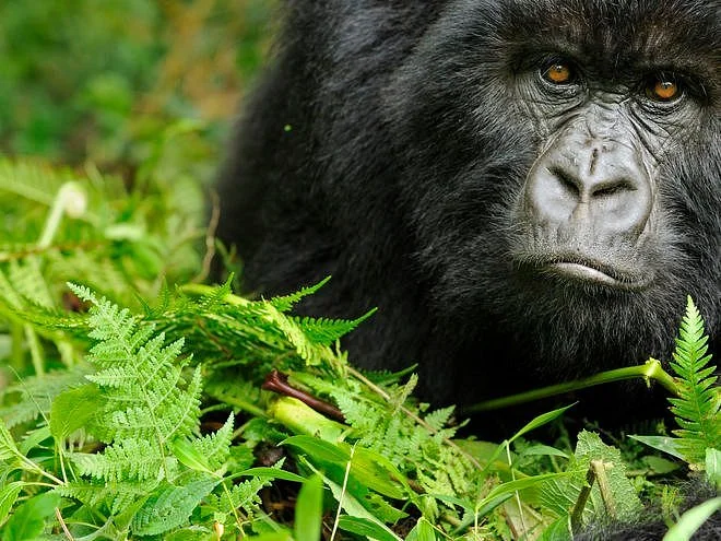 Explore RwandaTours