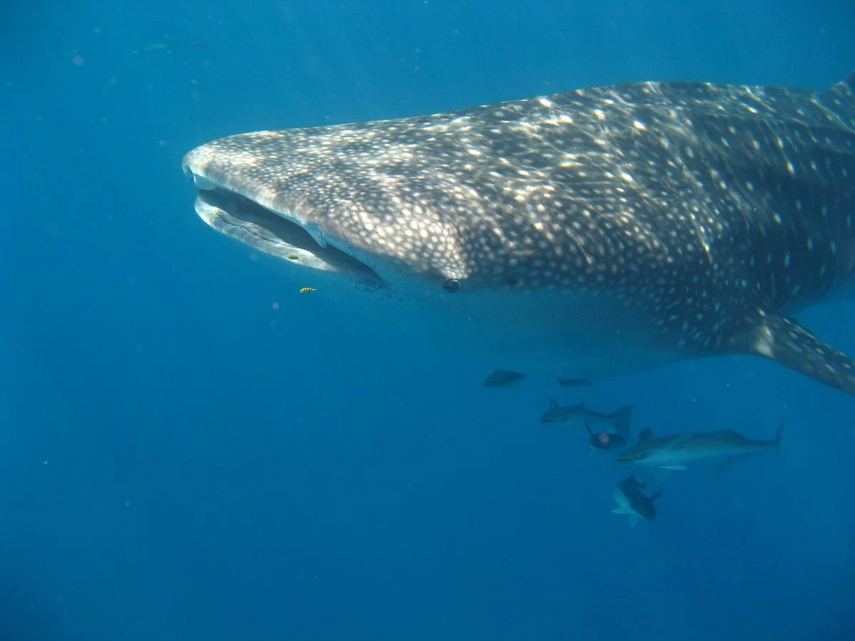 Scuba Nosy Be