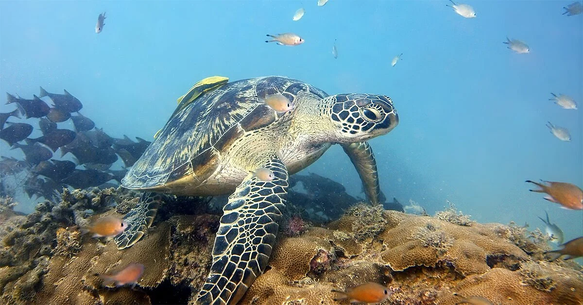 FUN DIVERS ZANZIBAR