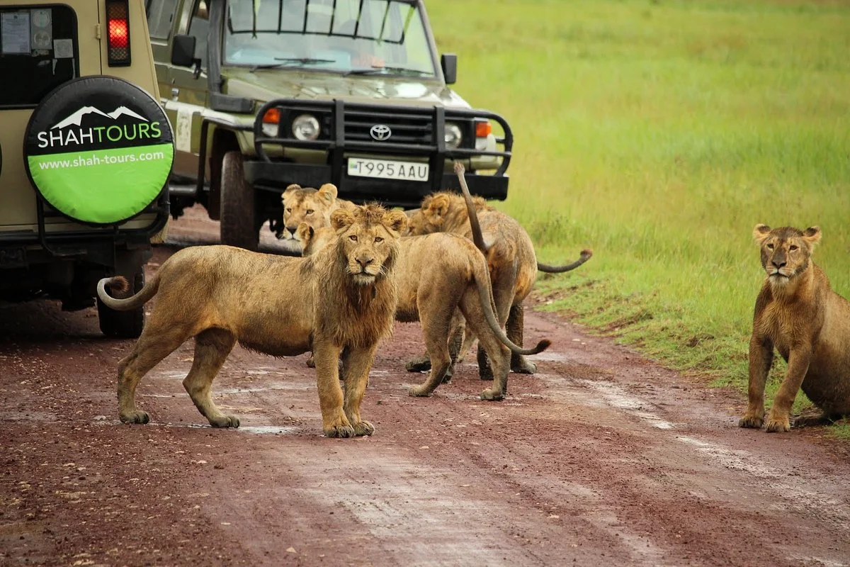 Shah Tours