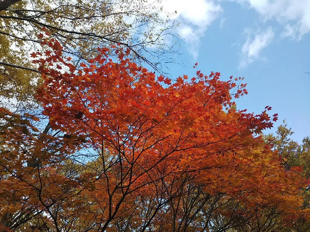 Asahiyama Kinen Koen