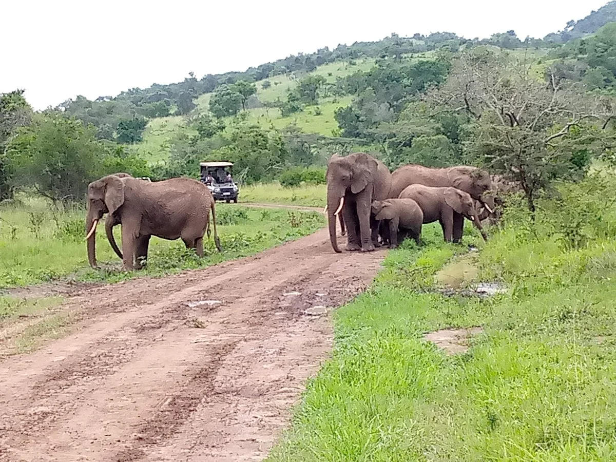 Devine African Safaris
