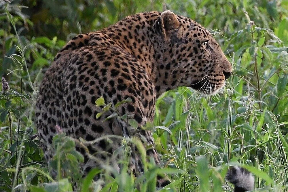 Kisambi Tours