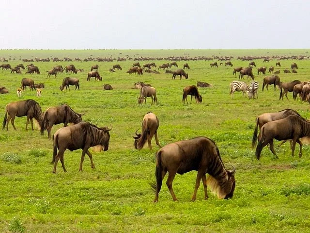 Chacha Tours Africa