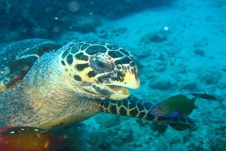 Odyssea Dive