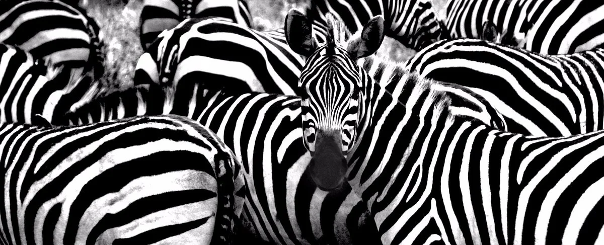 Bush 2 Beach Safaris