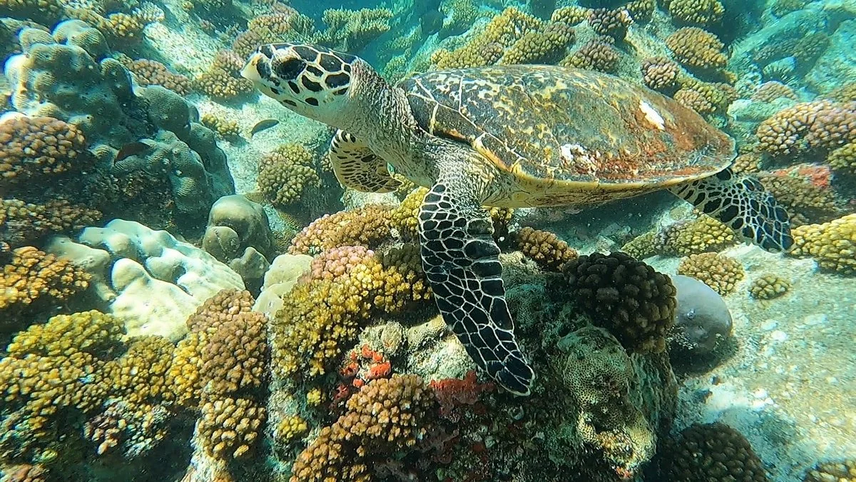 Nevis Ernesta La Digue Boat Excursions