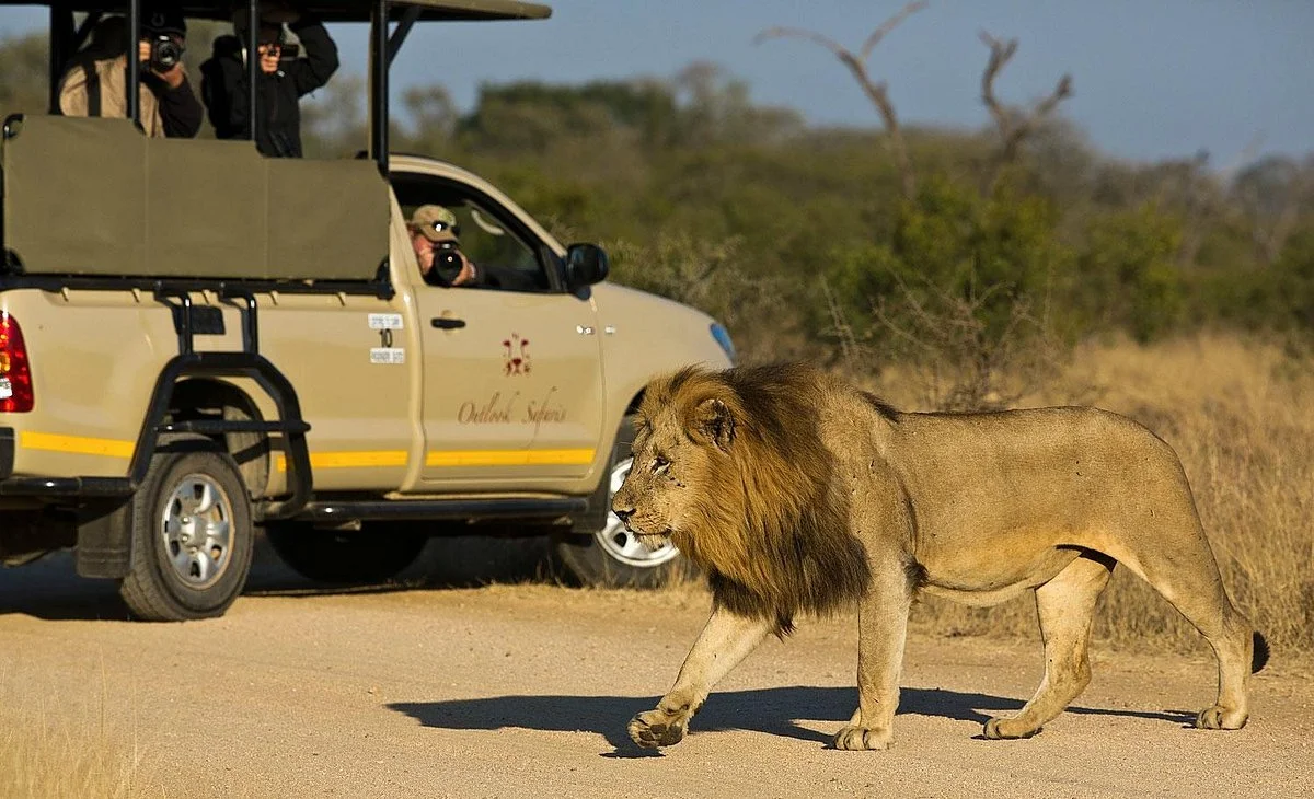 Outlook Safaris