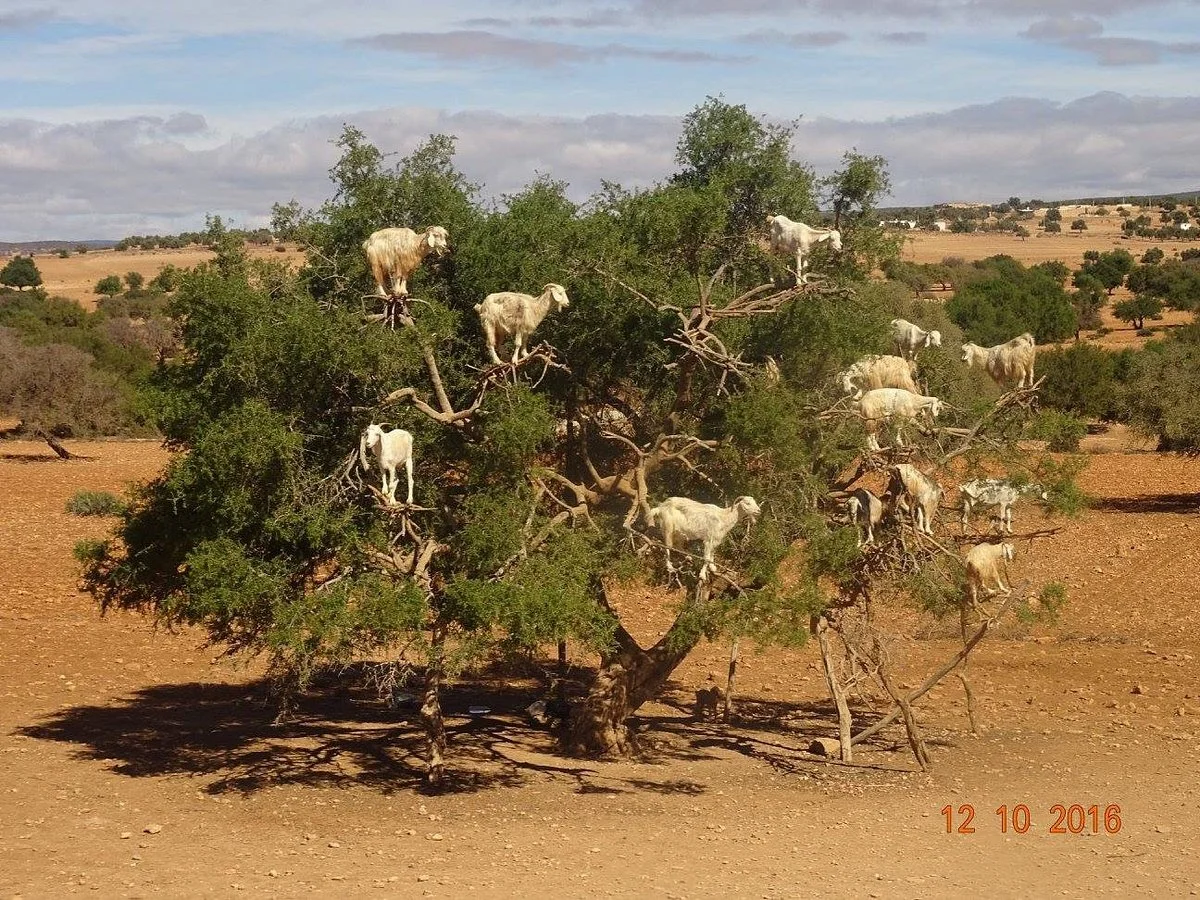 Morocco Easy Tours