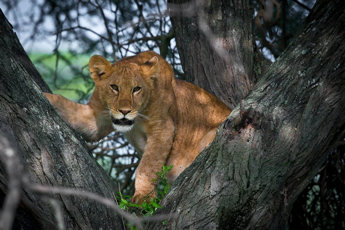 Ajabu Adventures Ltd - Day Tours