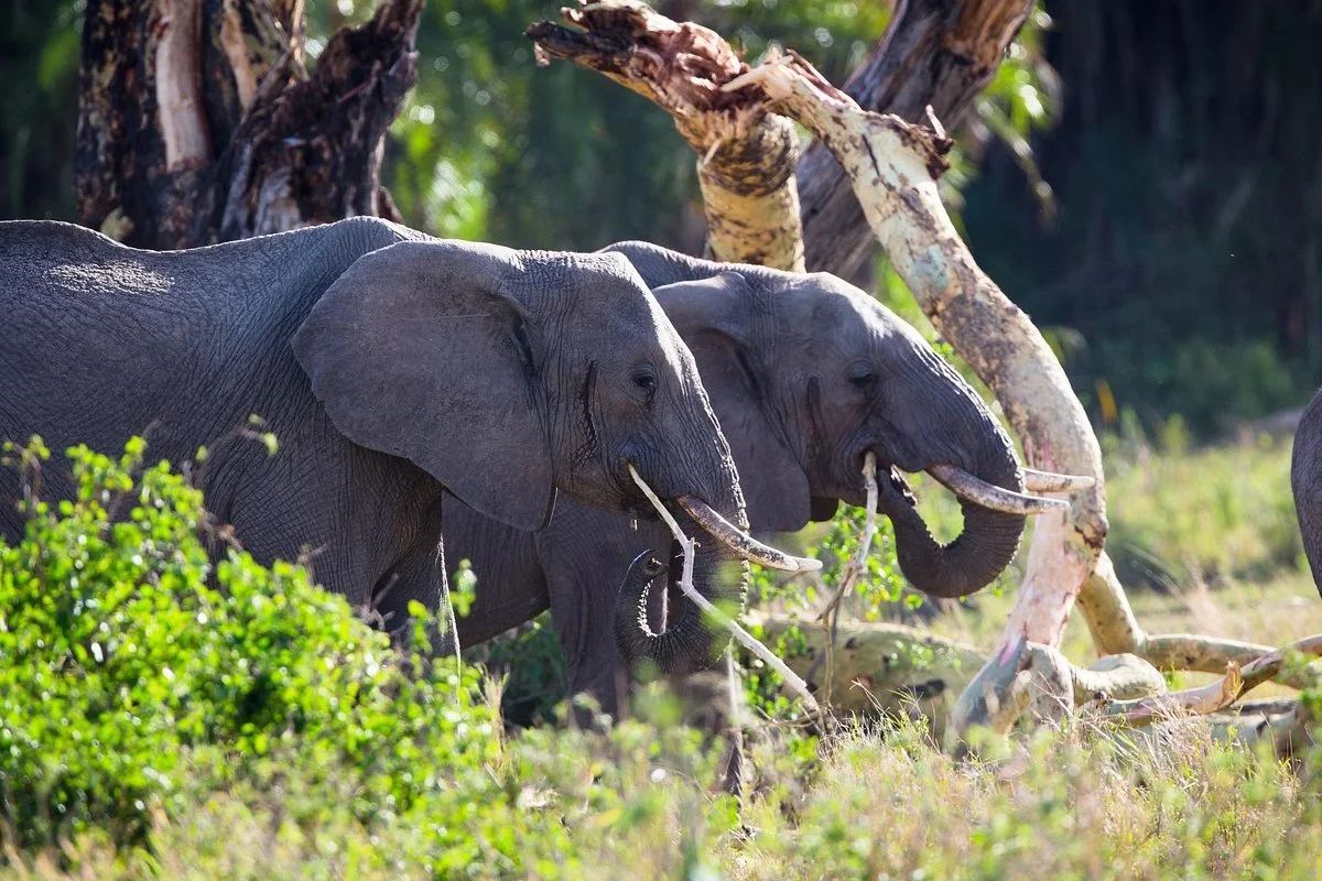 Mauly Tours & Safaris - Day Tours