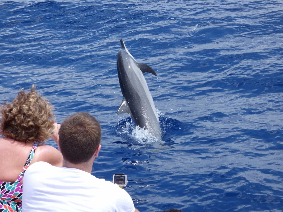 Dream Dolphin