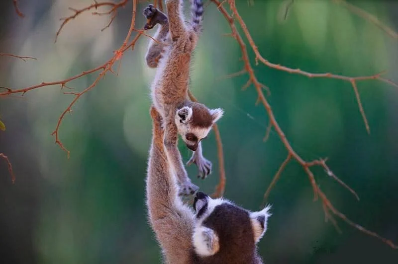 Madagascar Tropic Voyage