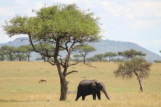 Australken Tours & Travel