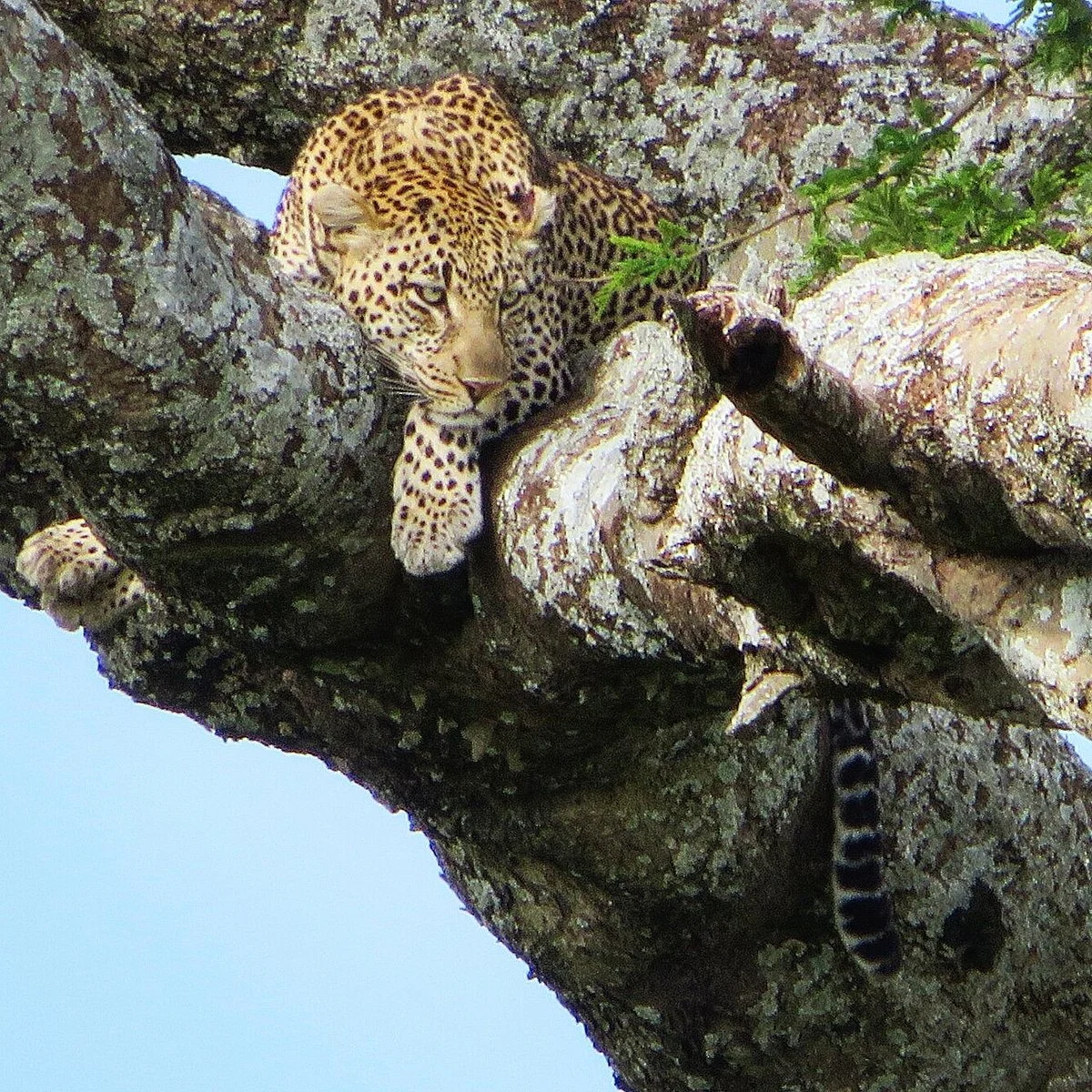 Shemeji Safari