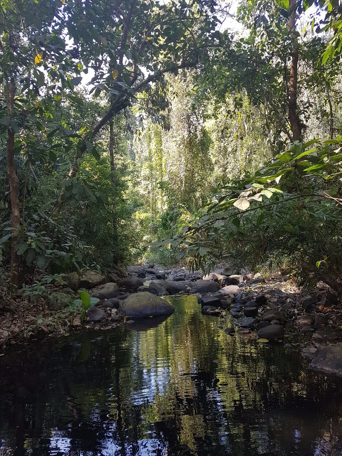 Jungle Environment Survival Training (JEST) Camp