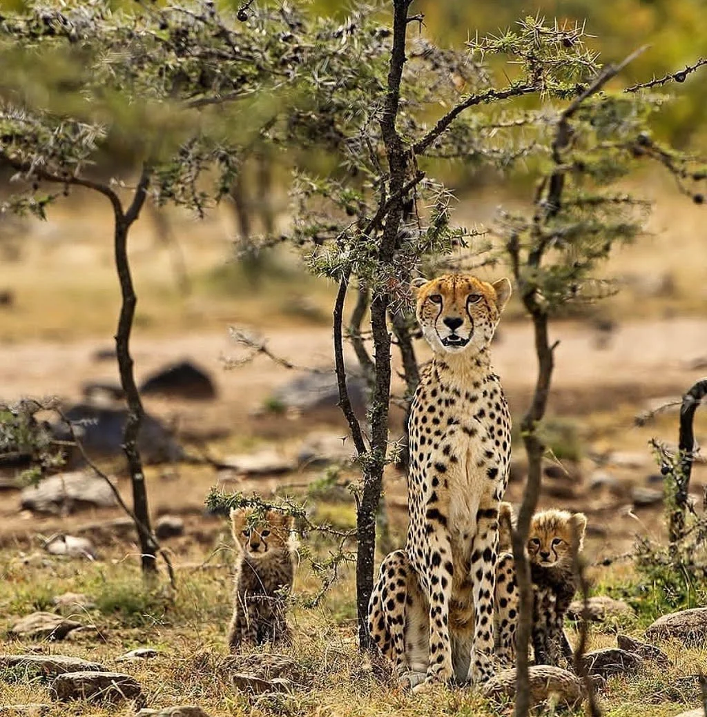 Wildtrip Safaris