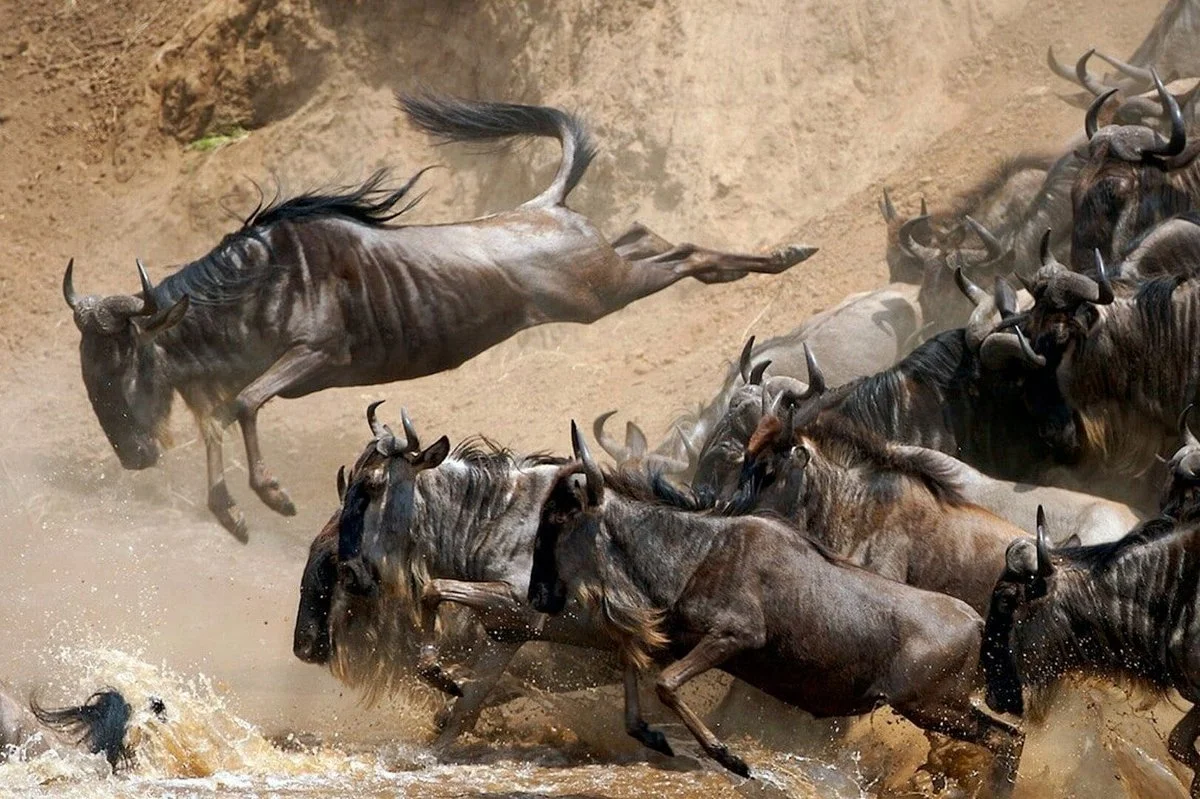 Chalema Tanzania Safaris