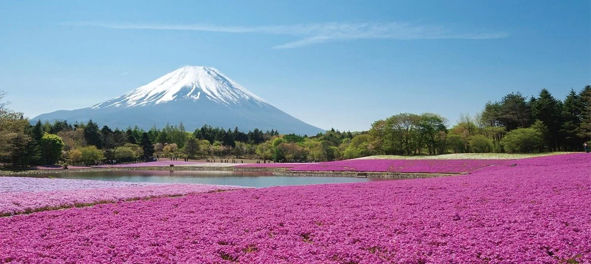 Fuji Shibazakura Festival