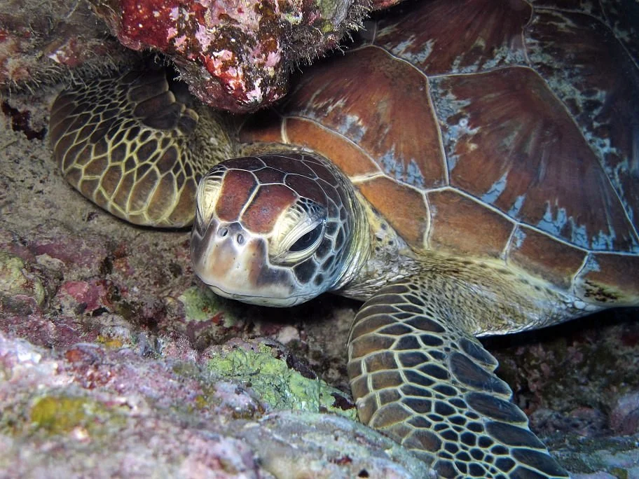 Euro-Divers la Pointe