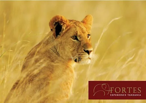 Arusha Fortes Limited