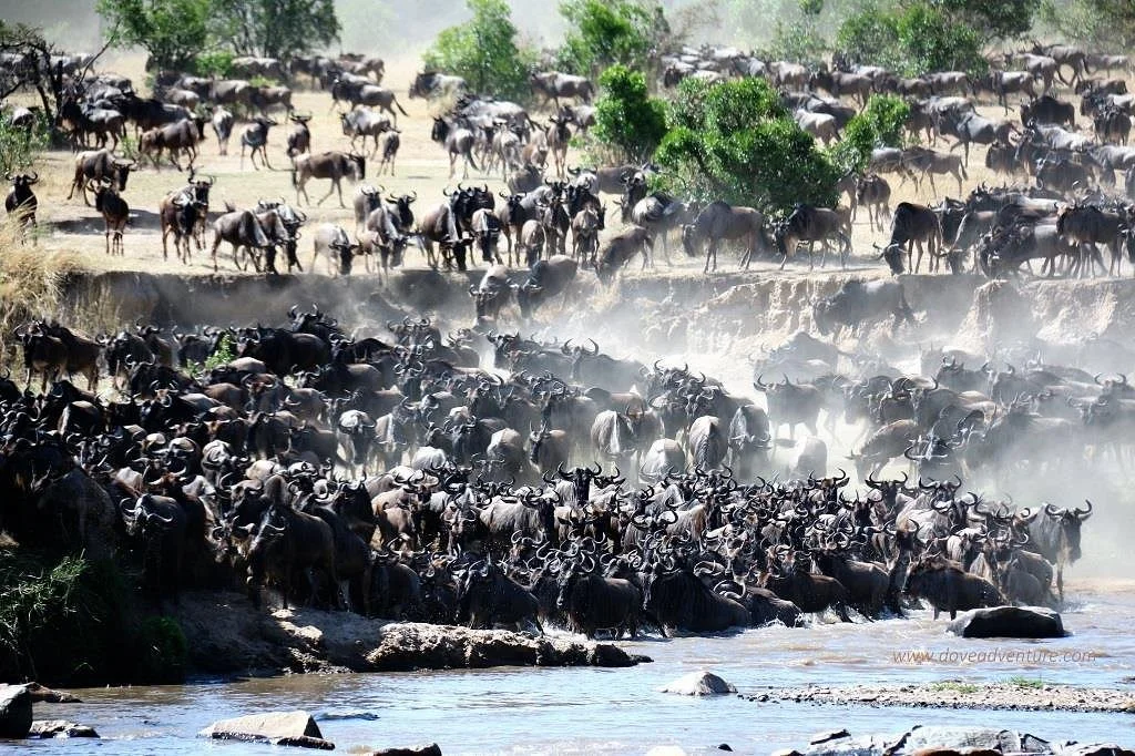 Dove Adventure Tanzania