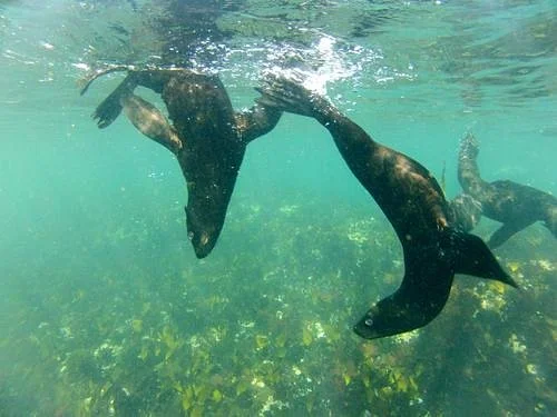 Cape Town Bucket List