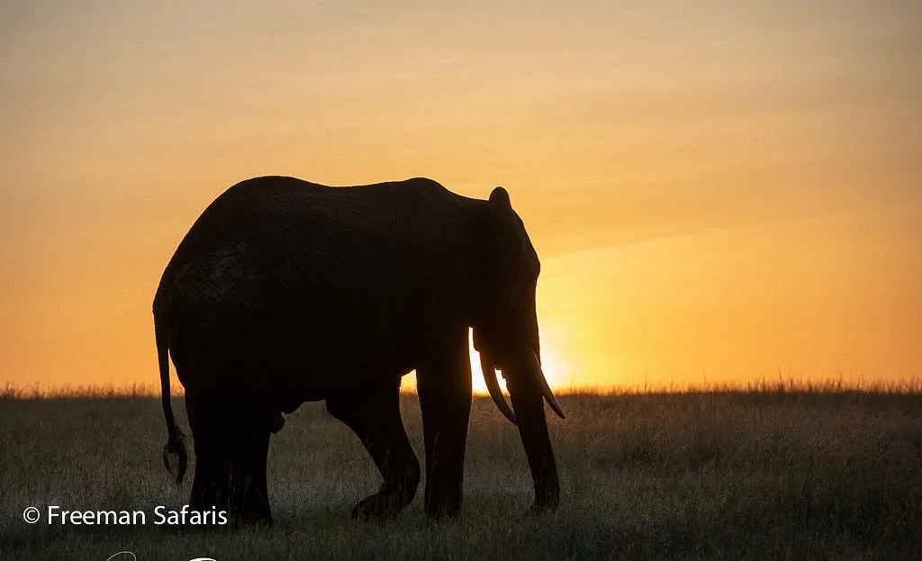 Freeman Safaris