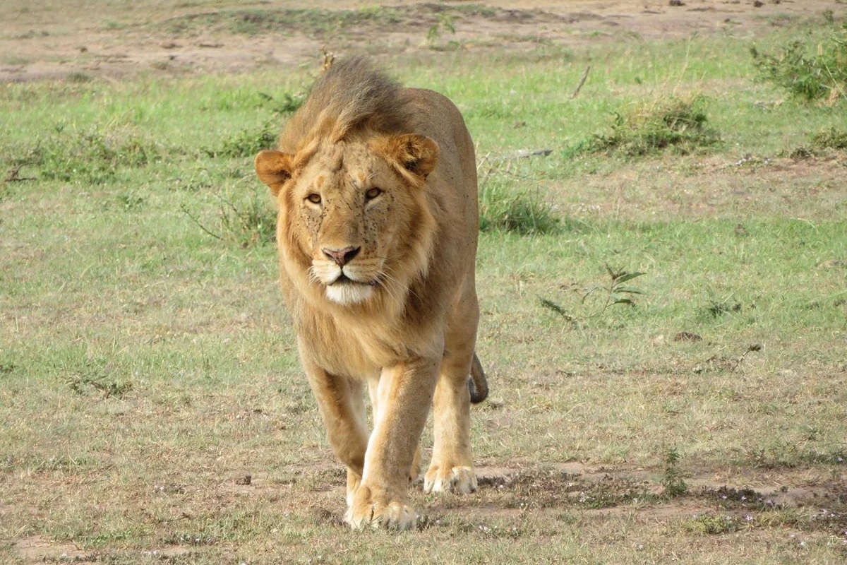 Nairobi and Beyond Safaris
